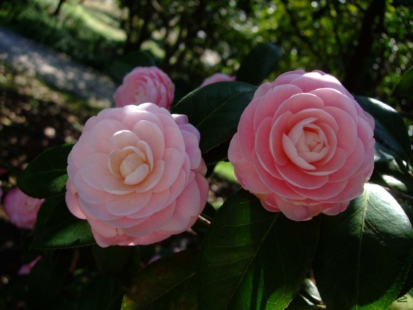 С�Һ� 2014-3-22 111.jpg