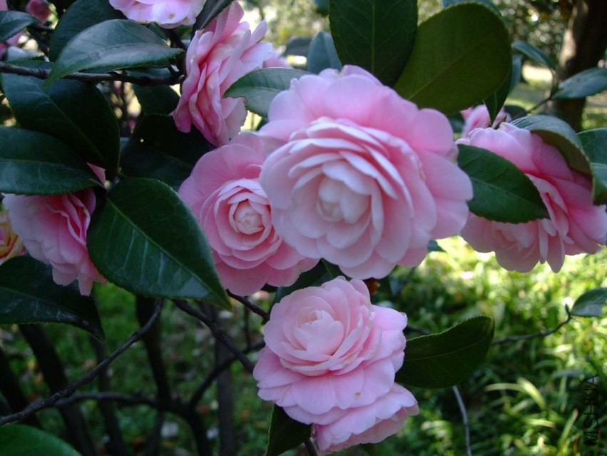 С�Һ� 2014-3-22 113.jpg