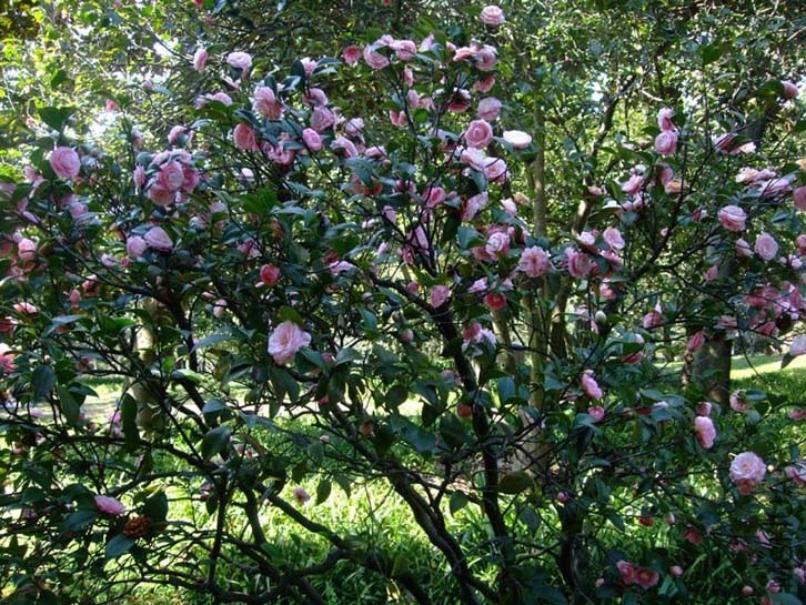 С�Һ� 2014-3-22 115.jpg