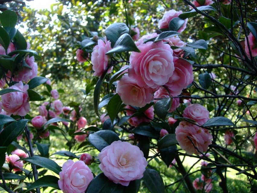 С�Һ� 2014-3-22 114.jpg