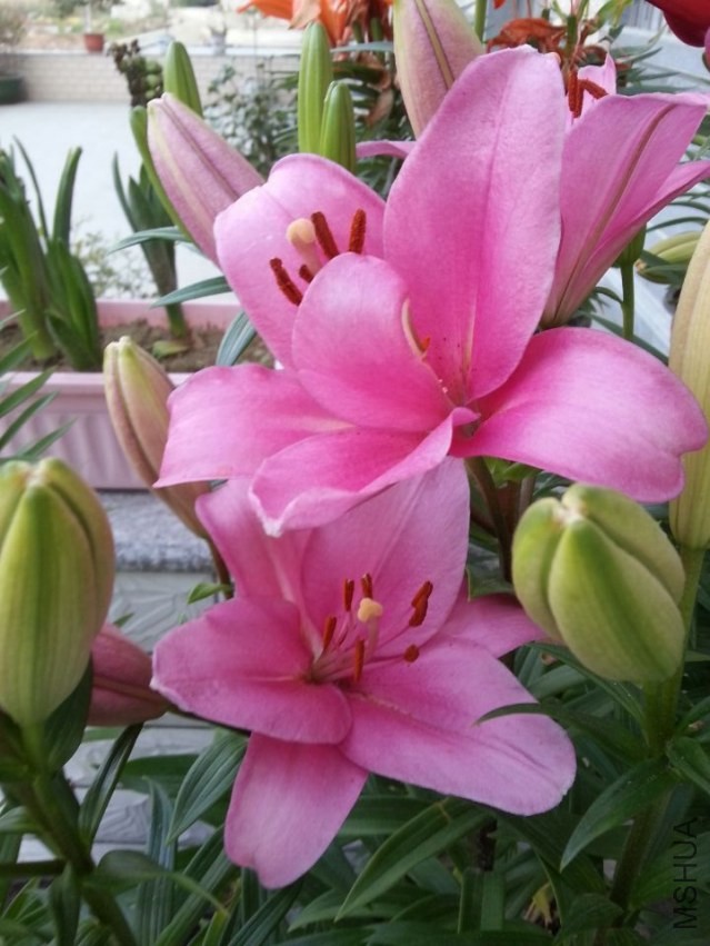 ���ֵ��� (2).jpg