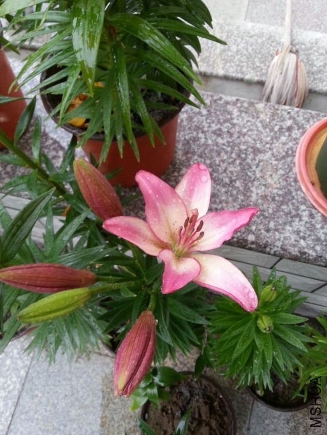 ���� (2).jpg