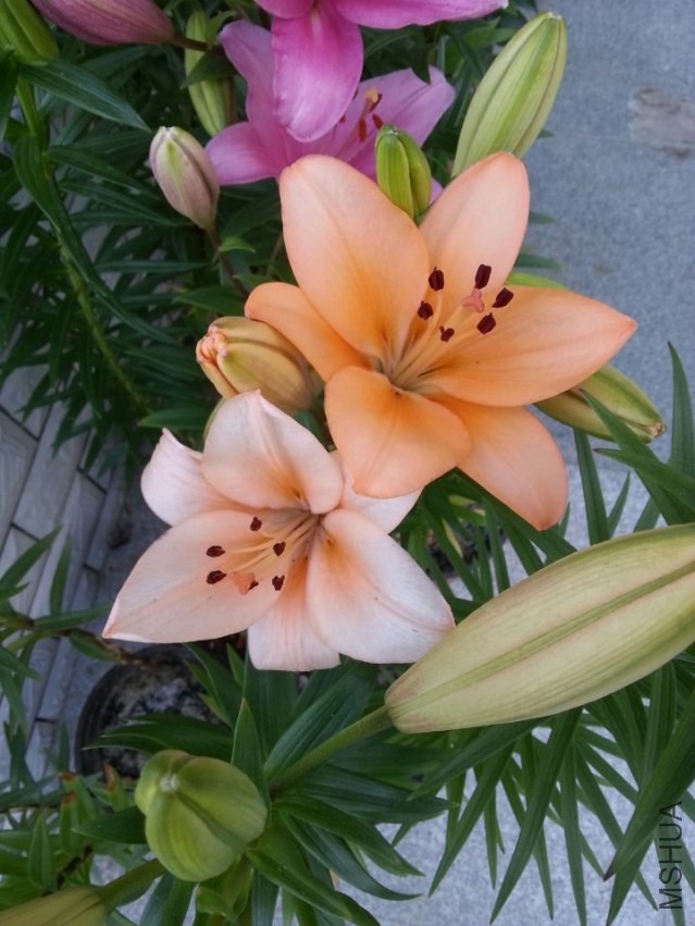 ��ŵ���� (1).jpg