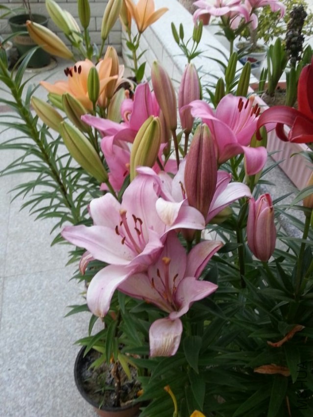 ���� (1).jpg