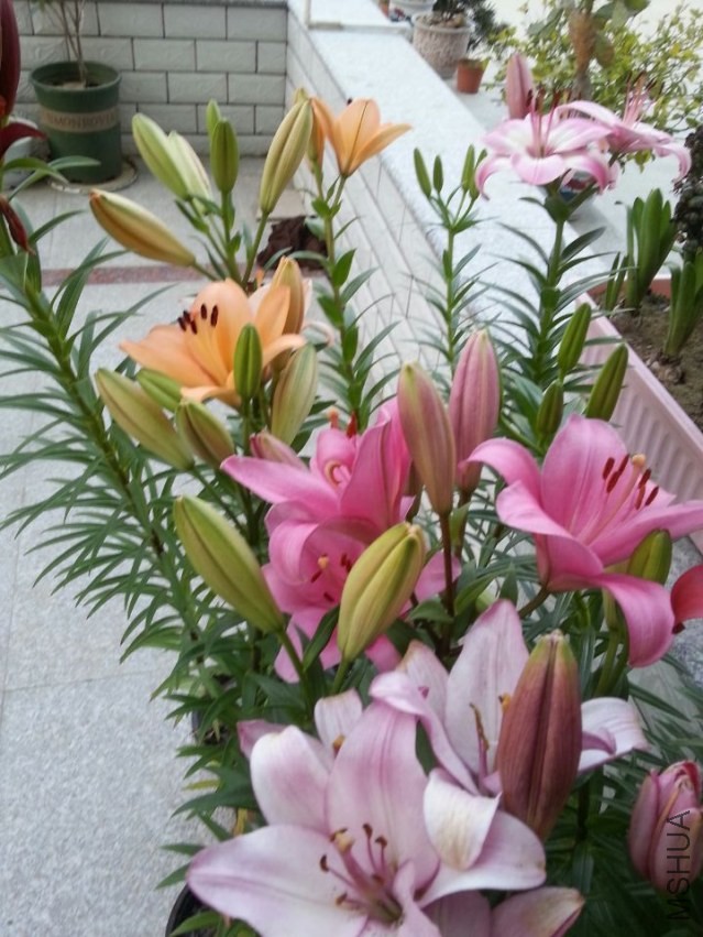 ���� (2).jpg