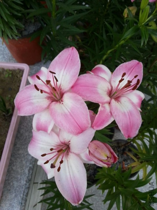 ���׶� (2).jpg