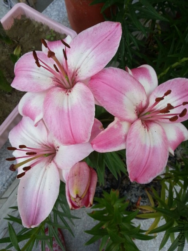 ���׶� (4).jpg