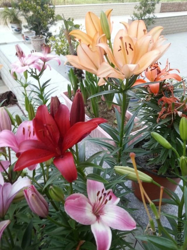 ������ (2).jpg