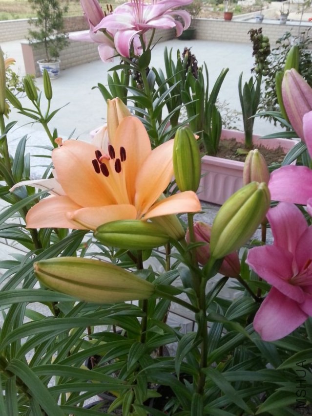 ��ŵ���� (3).jpg