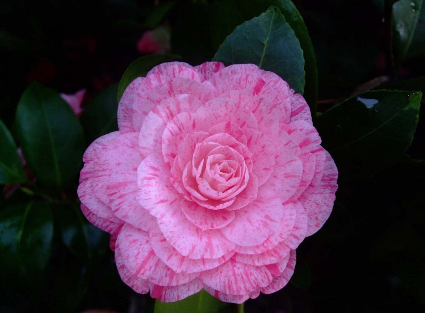 �����˹ 2014-3-22 011.jpg