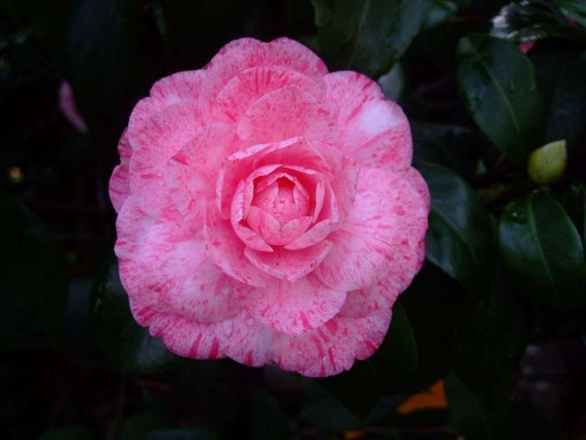 �����˹ 2014-3-22 029.jpg