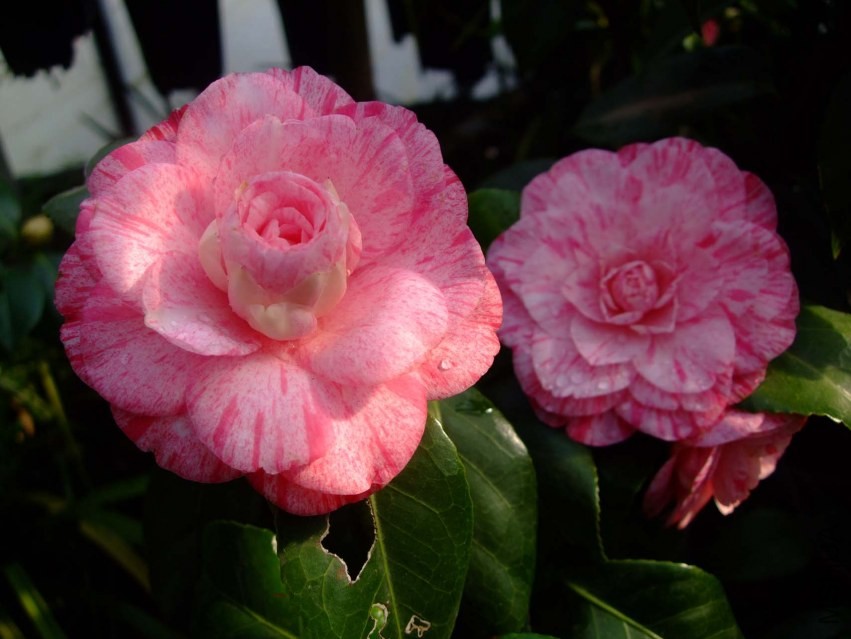 �����˹ 2014-3-22 054.jpg