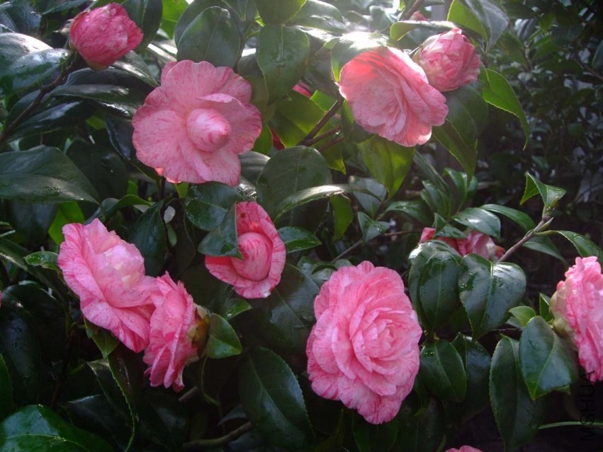 �����˹ 2014-3-22 037.jpg