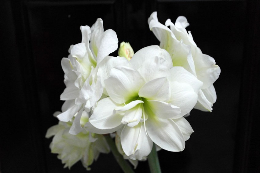 SAM_1093.jpg