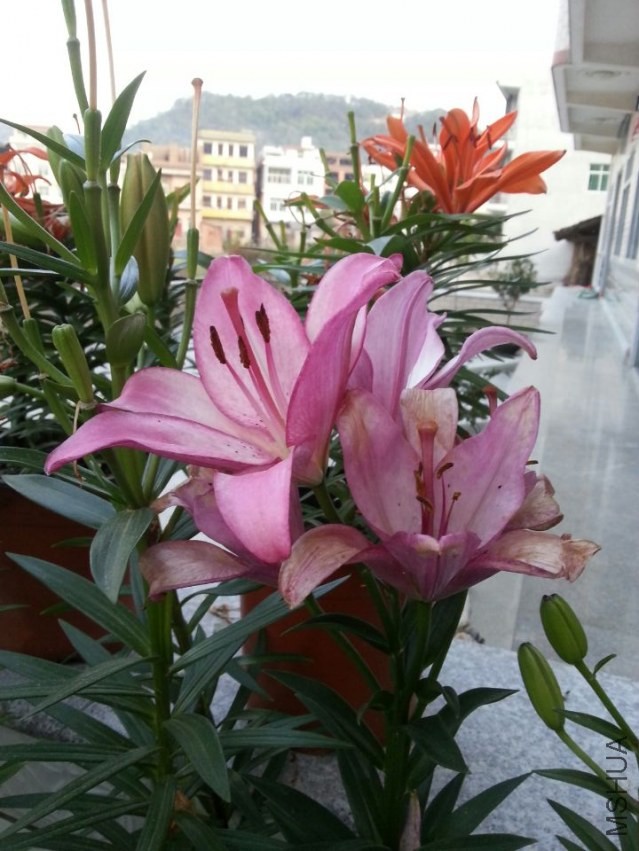 ���׶� (1).jpg