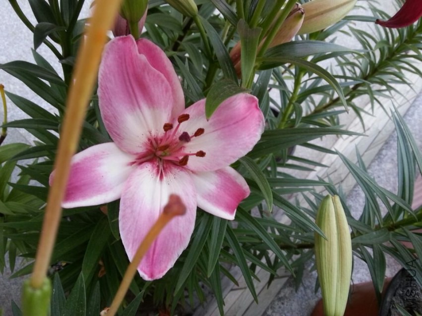 ���׶� (3).jpg