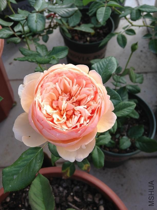 ����2.JPG