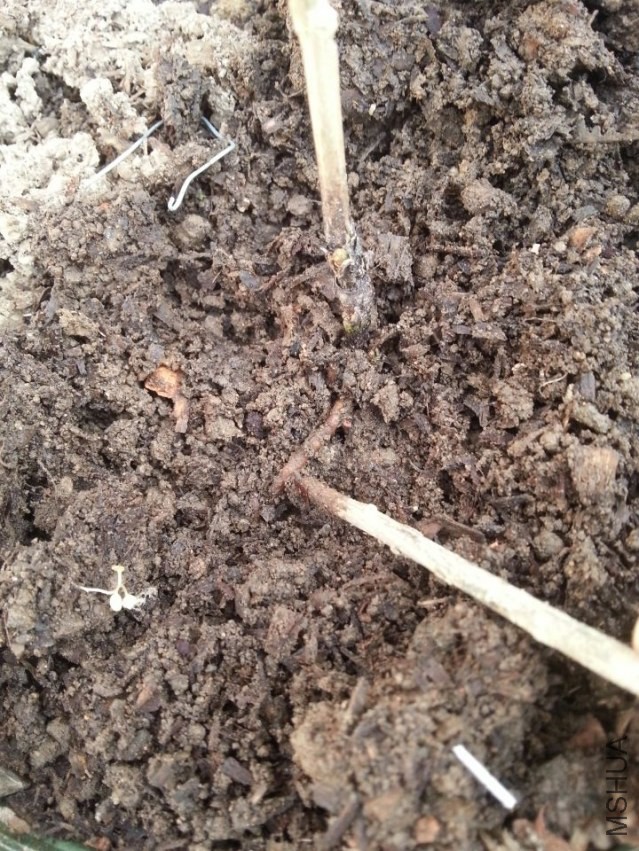 ͼ�������Ǻڵ�