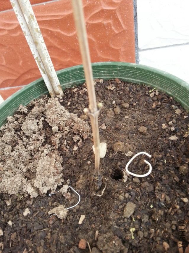 ����2��ѿ�������һ��ѿ��ͦ�õ�