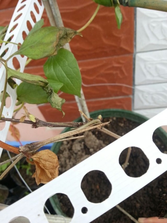 ����֦���ֽڴ�����������֦���ܽ��������ϵĳ�����