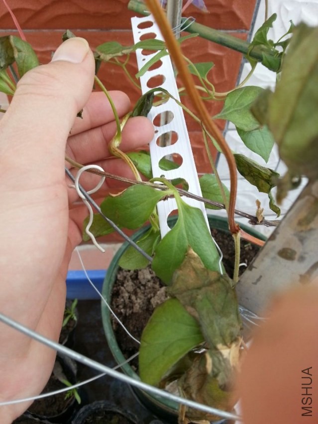 ��ָ����û�������֦��