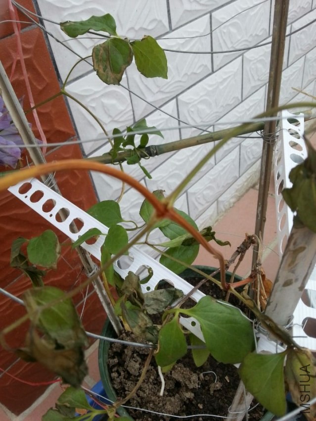 ������ɫ������û