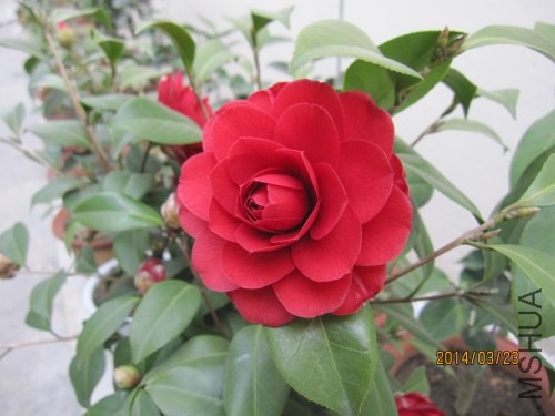 IMG_0976.jpg