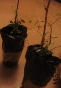 20140323124040.jpg