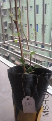20140323124145.jpg