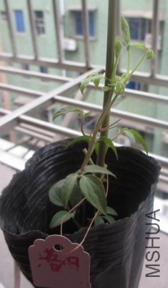 20140323124201.jpg