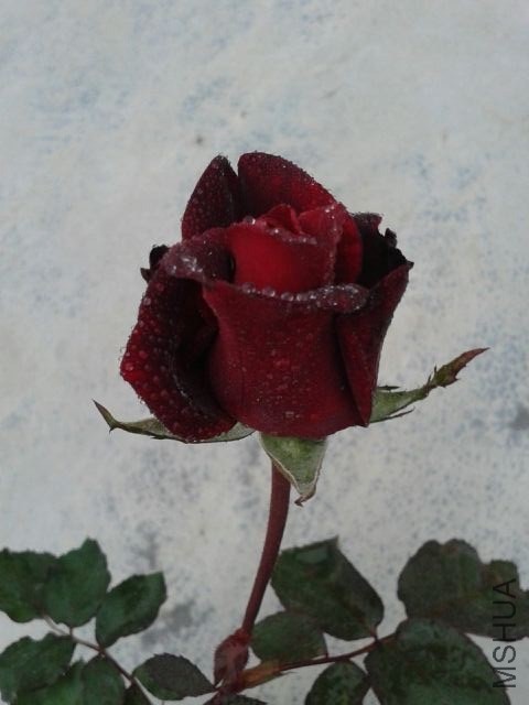 QQͼƬ20140323131938.jpg