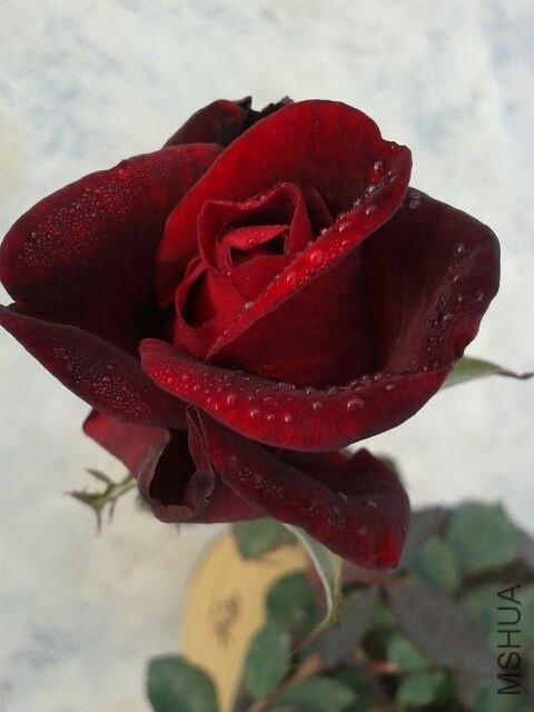 QQͼƬ20140323131946.jpg