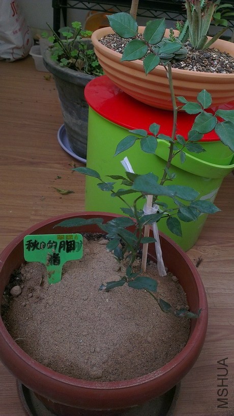 IMAG3898_��С��С.jpg