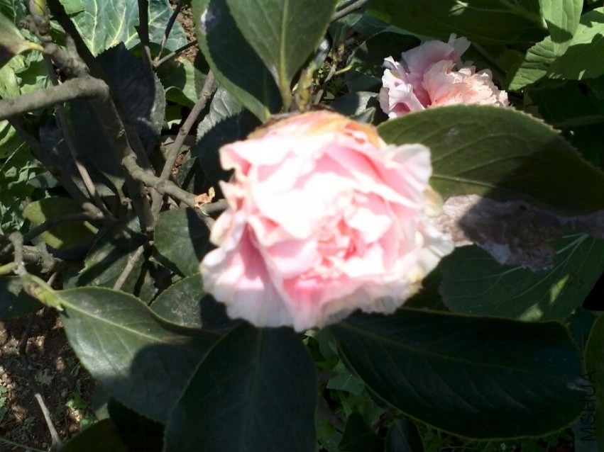 QQͼƬ20140323193256.jpg