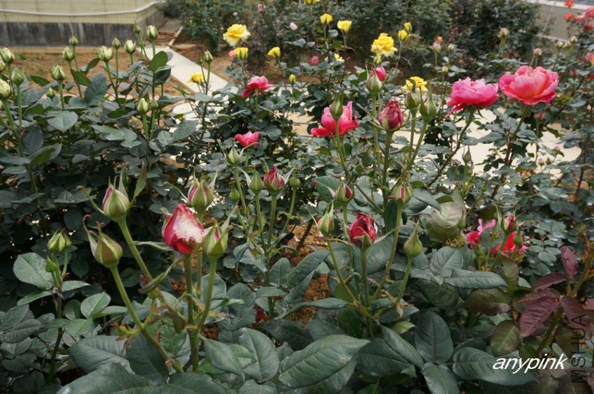 nEO_IMG_DSC04927.jpg