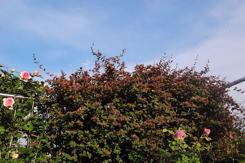 DSC_02440244.JPG