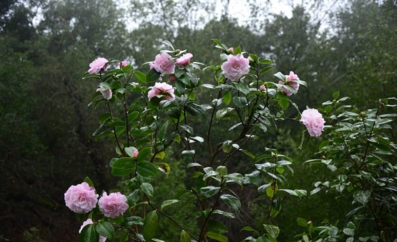 _DSC8227_ for MS.jpg