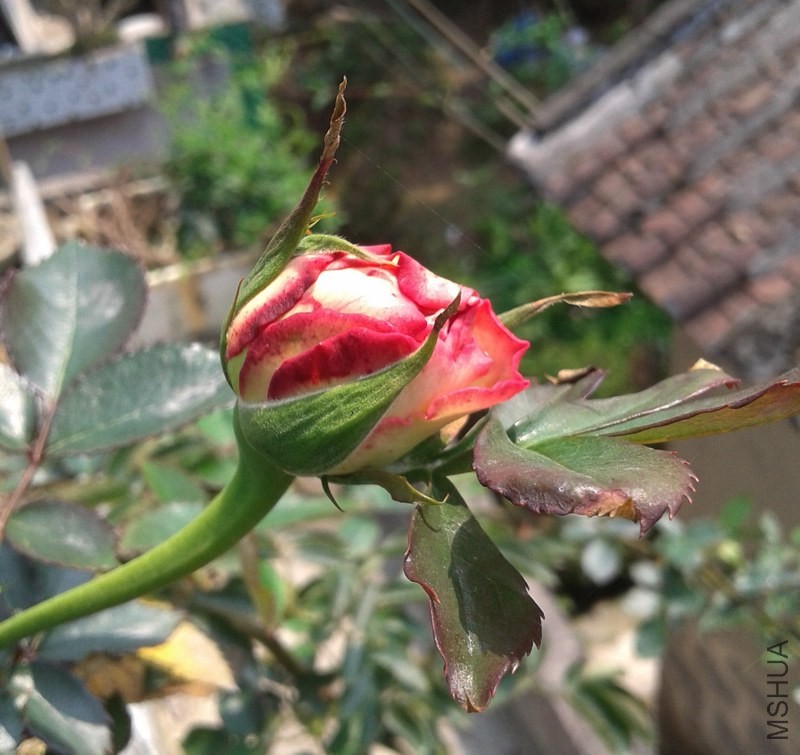 20140323_131256.jpg