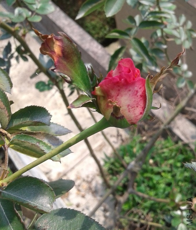 20140323_131245.jpg