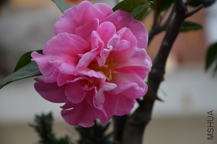 ������С DSC_2005.JPG