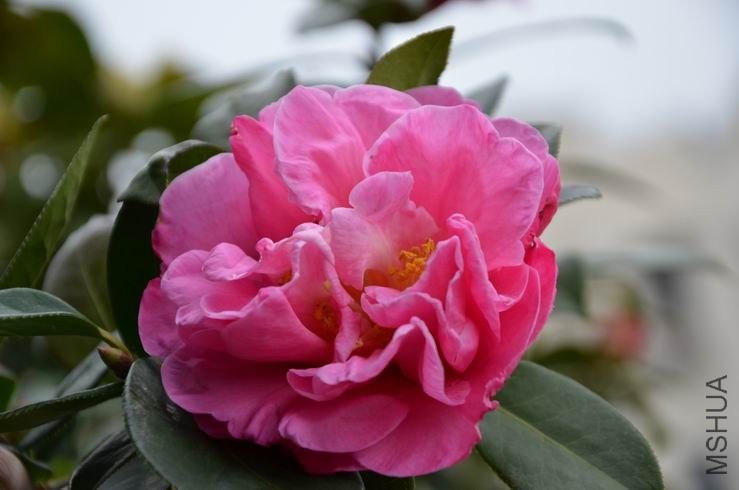 ������С DSC_2042.JPG