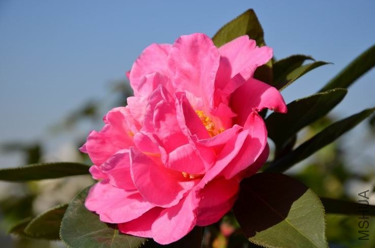 ������С DSC_2060.JPG