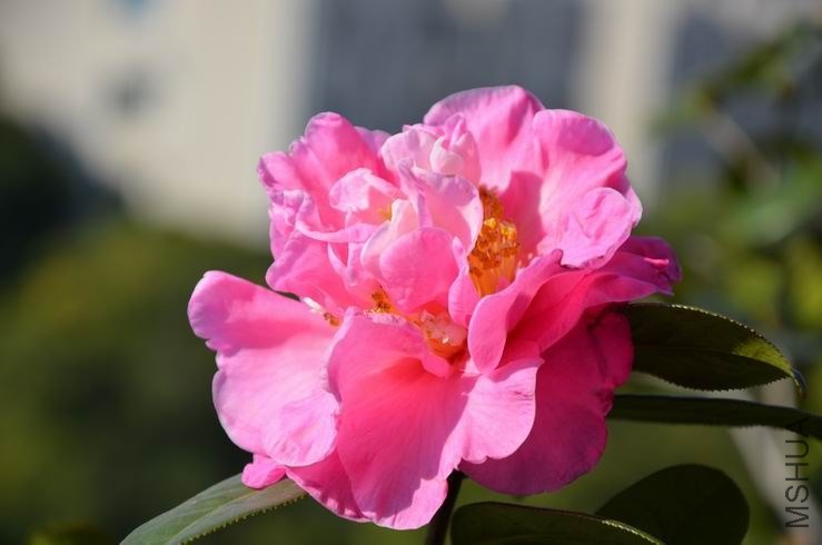 ������С DSC_2075.JPG