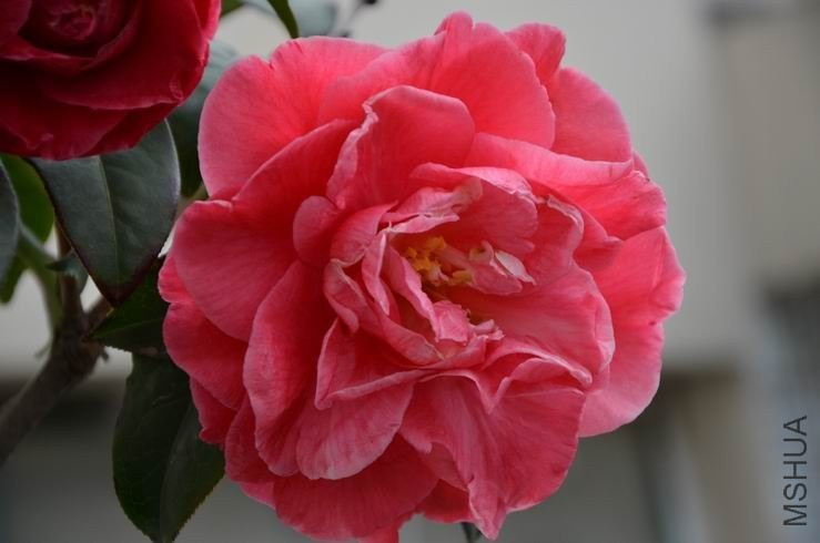 ������С DSC_2114.JPG