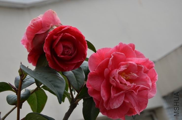 ������С DSC_2116.JPG