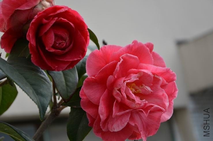 ������С DSC_2129.JPG