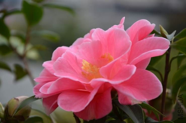 ������С DSC_2139.JPG