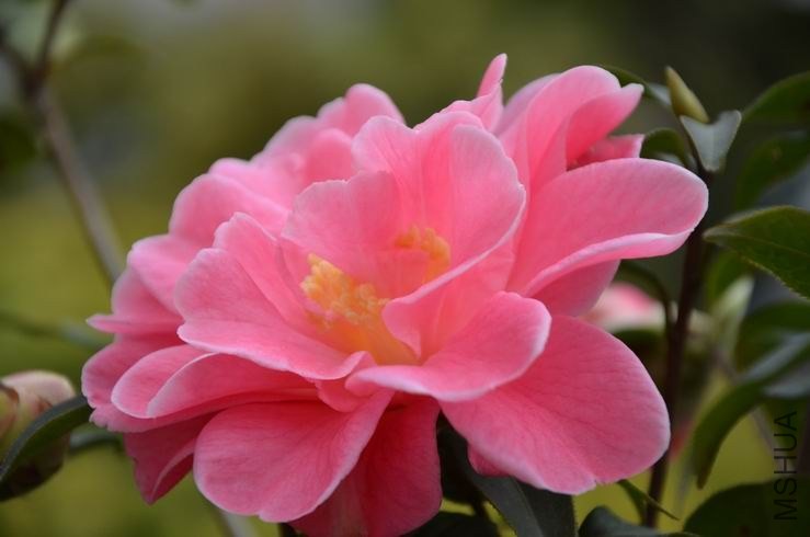 ������С DSC_2149.JPG