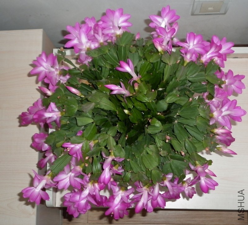 P1030079.JPG