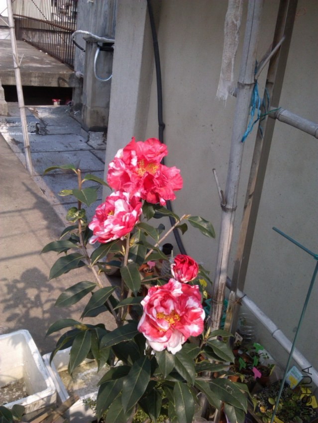 IMG_20140324_092537.jpg